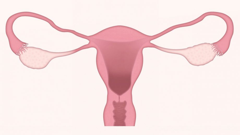 Menstrualni kalendar – kako pratiti ovulaciju?